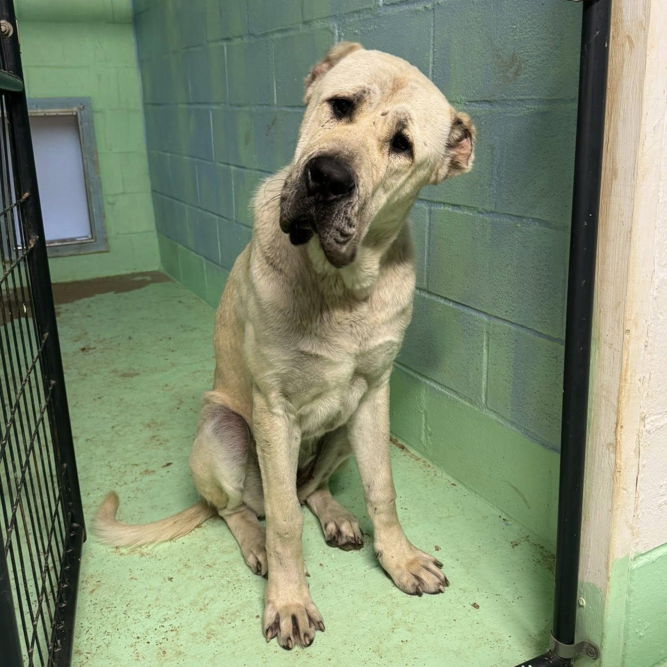 Enlarge BANU - HOUSTON TX, a Adoptable Anatolian Shepherd in Alvin, TX image 1/3