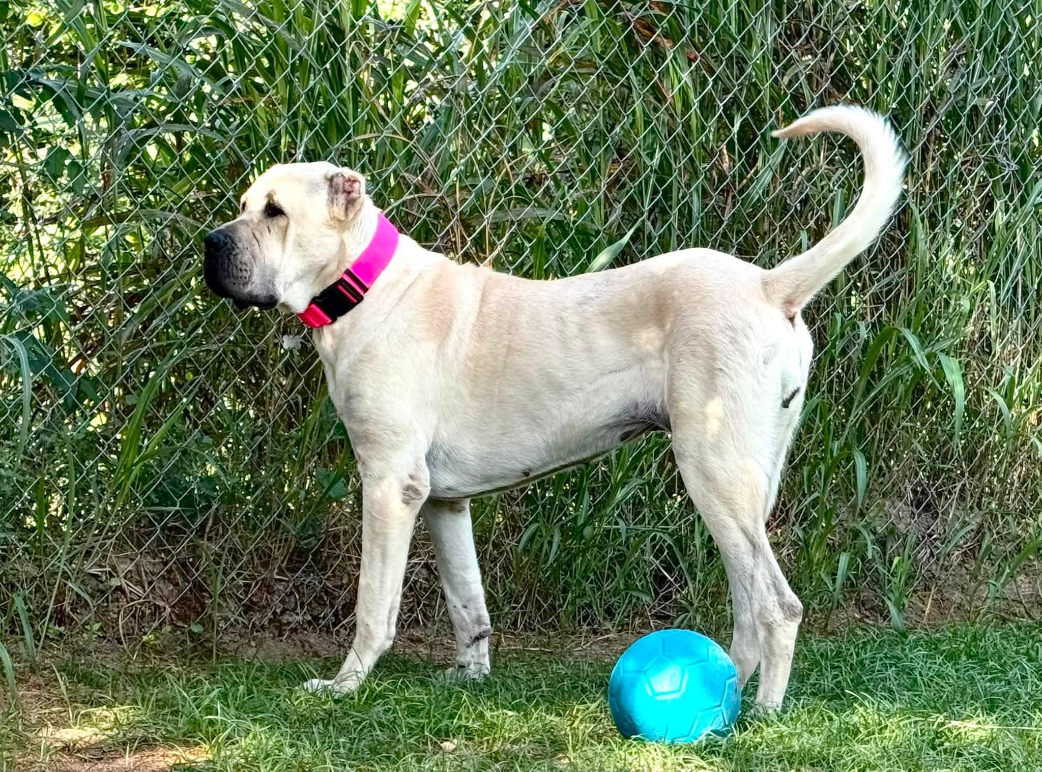 Enlarge BANU - HOUSTON TX, a Adoptable Anatolian Shepherd in Alvin, TX image 2/6