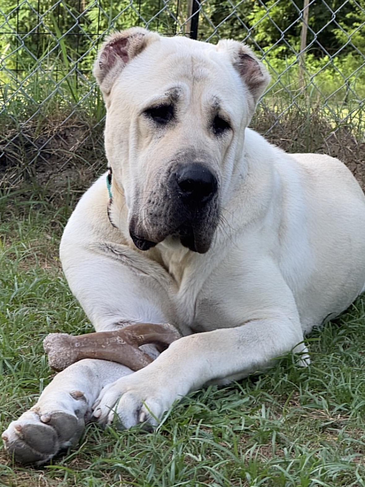 BANU - HOUSTON TX, Adoptable, Young Female Anatolian Shepherd.