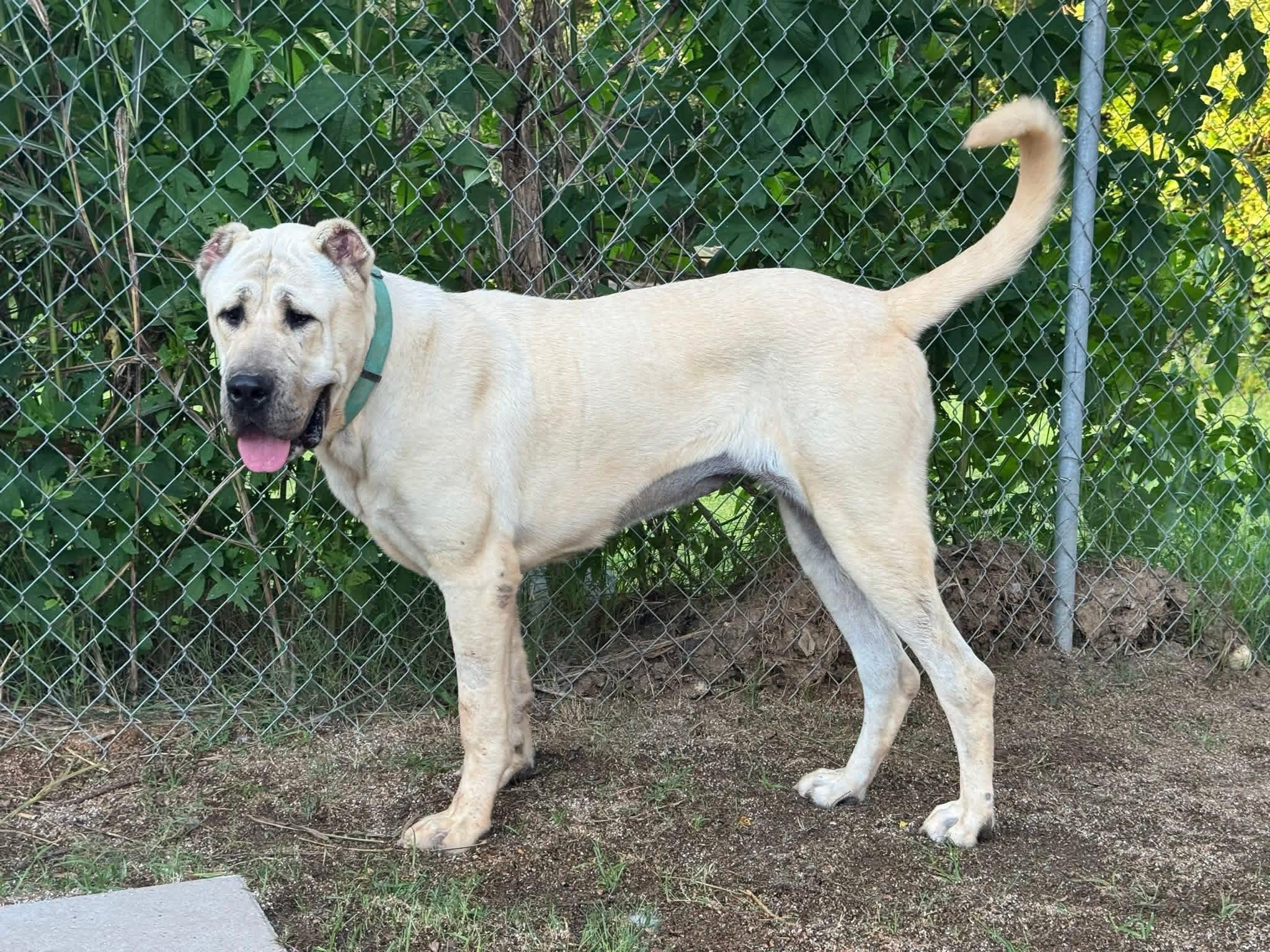 Enlarge BANU - HOUSTON TX, a Adoptable Anatolian Shepherd in Alvin, TX image 6/6