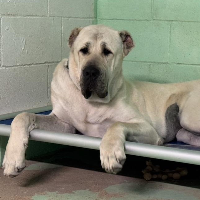 Enlarge BANU - HOUSTON TX, a Adoptable Anatolian Shepherd in Alvin, TX image 3/6
