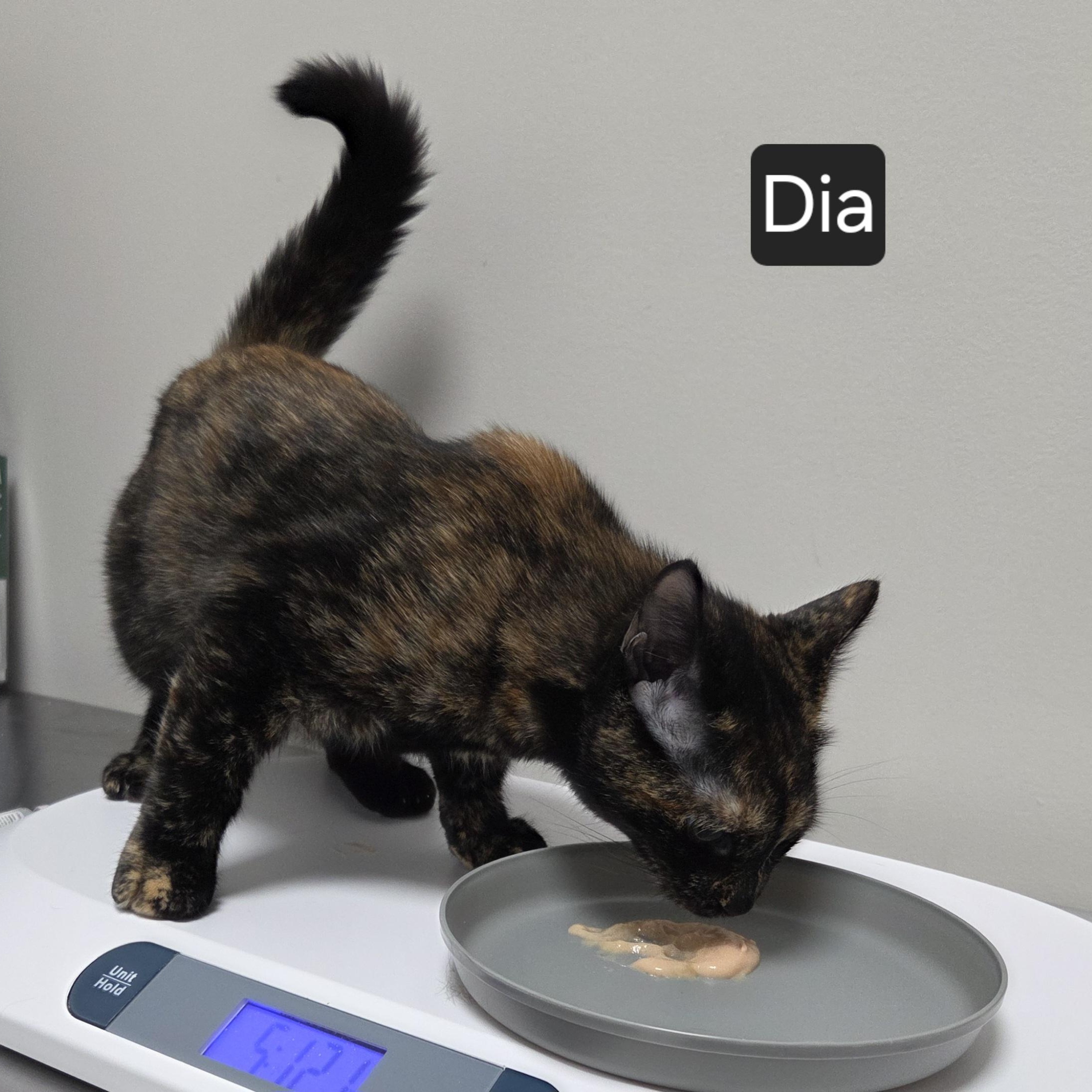 Enlarge Dia, a Adoptable Domestic Short Hair in Snow Hill, NC image 1/1