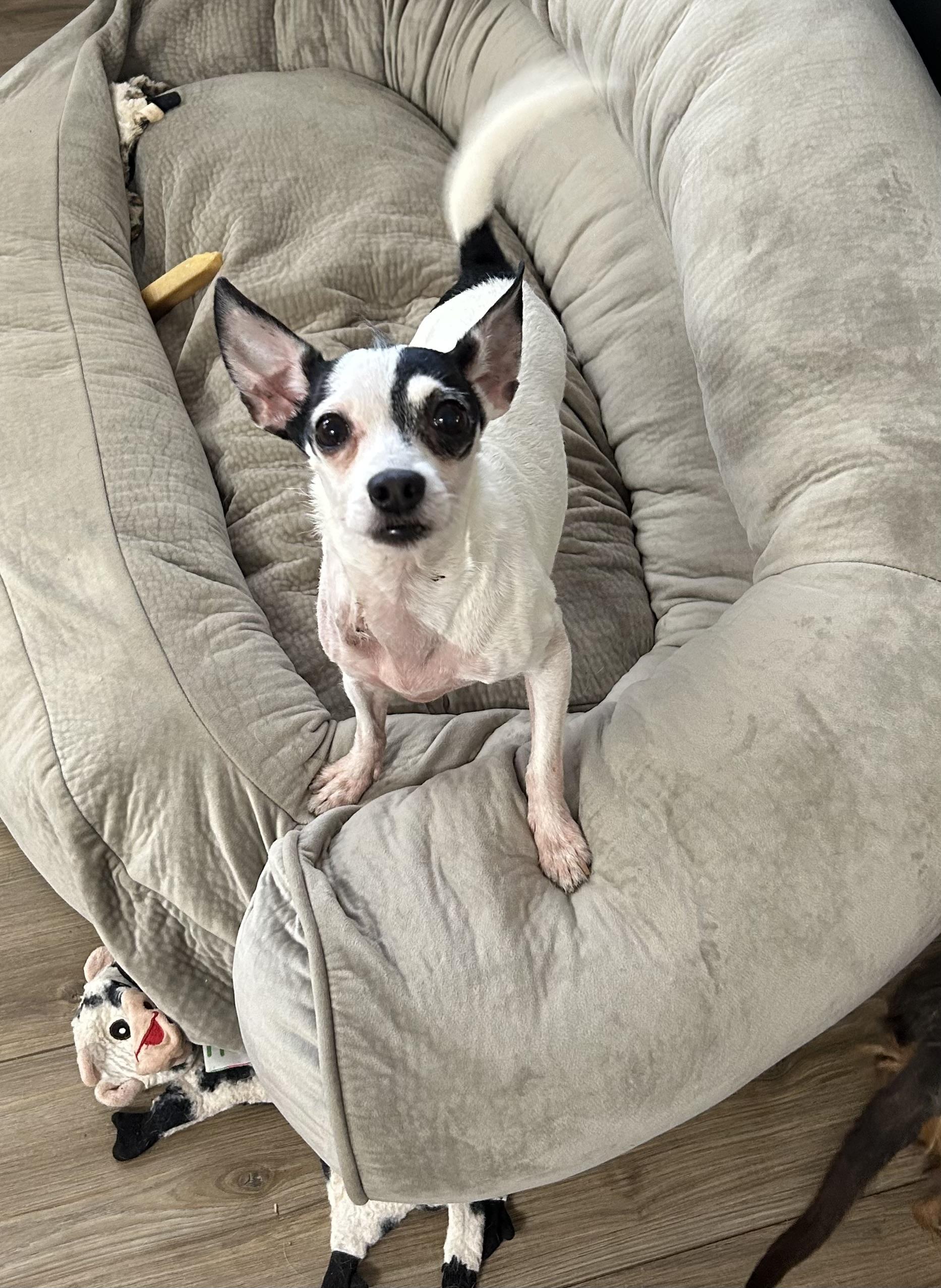 Diamond, Adopted, Adult Female Chihuahua.