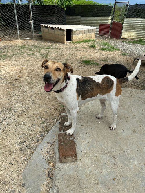 Enlarge Flora, a Adoptable mixed breed in Seattle, WA image 6/6