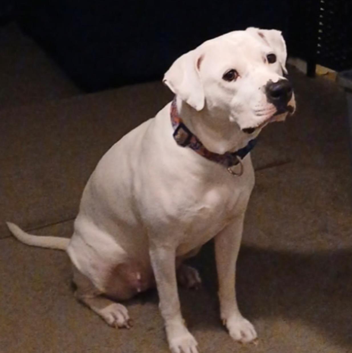 Enlarge Bubbles, a Adoptable American Staffordshire Terrier in Troy, MI image 5/6