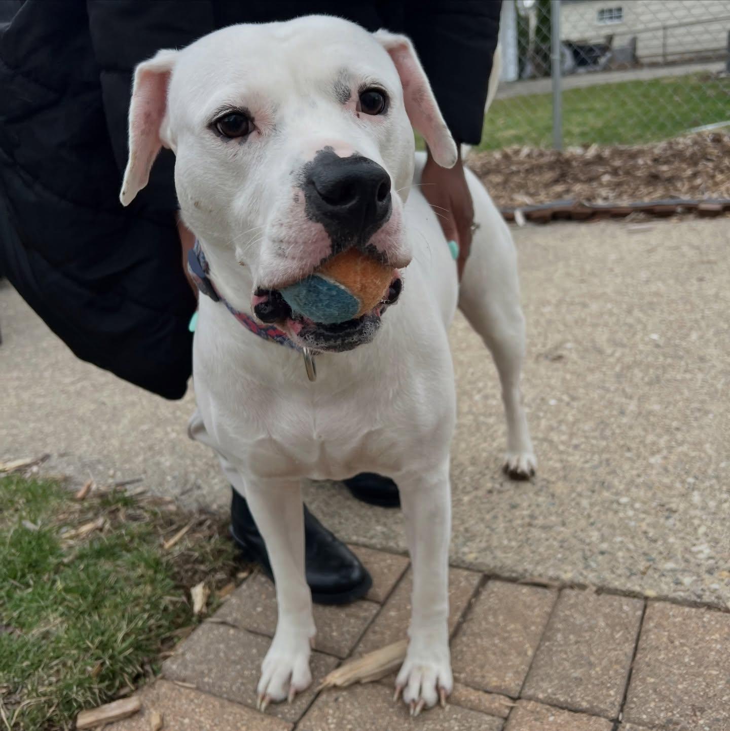 Enlarge Bubbles, a Adoptable American Staffordshire Terrier in Troy, MI image 6/6