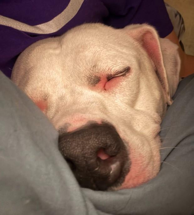 Enlarge Bubbles, a Adoptable American Staffordshire Terrier in Troy, MI image 1/6