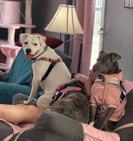 Enlarge Bubbles, a Adoptable American Staffordshire Terrier in Troy, MI image 2/6