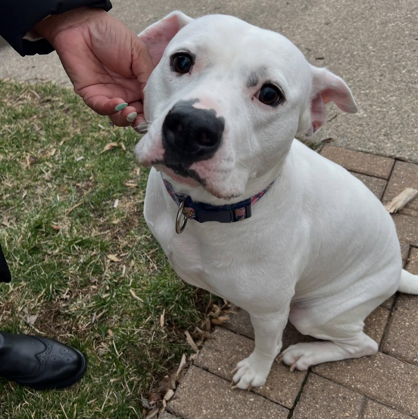 Bubbles, Adoptable, Adult Female American Staffordshire Terrier.
