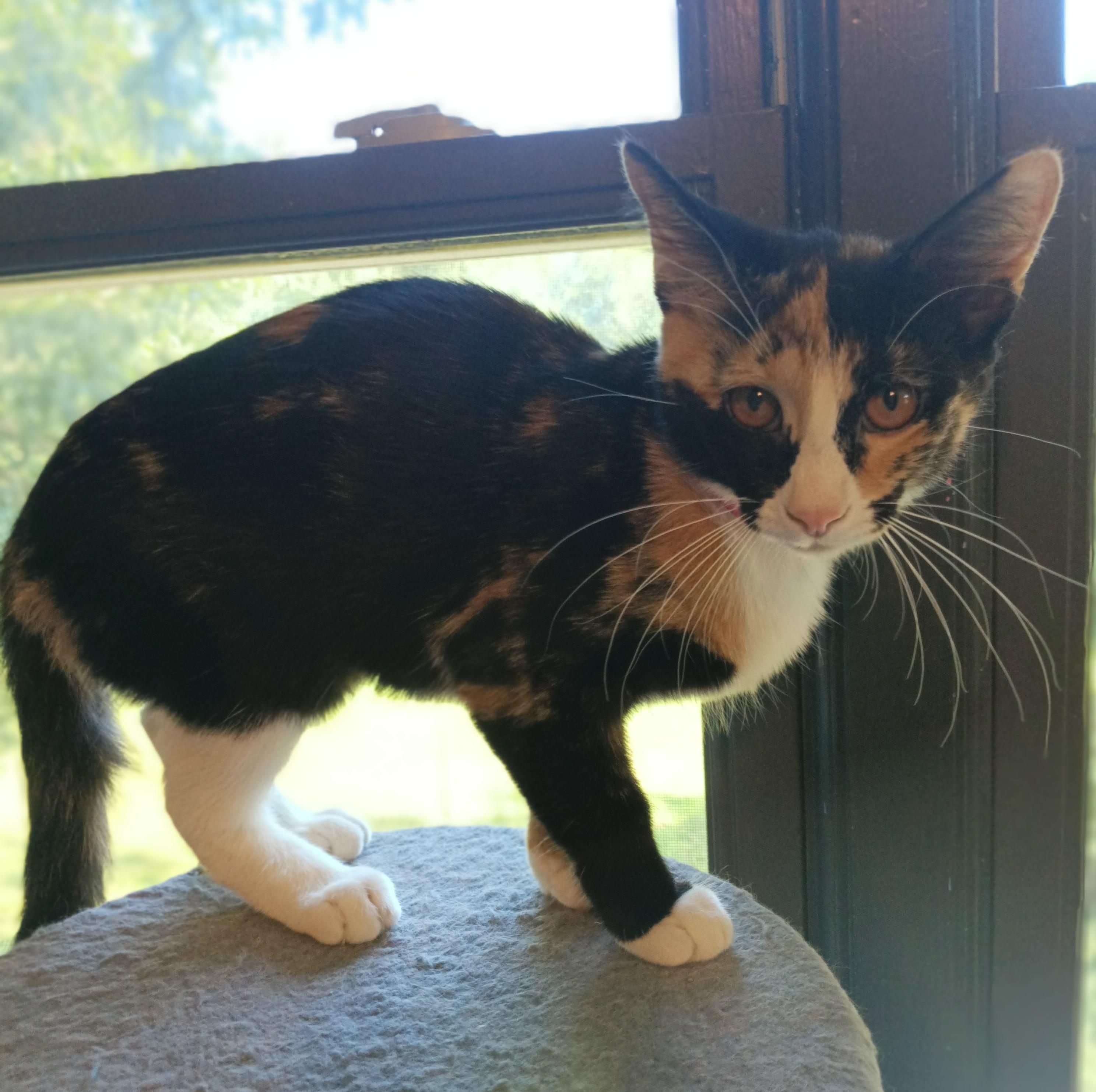 Enlarge Lily, a Adoptable Domestic Short Hair in Franklinville, NJ image 1/1