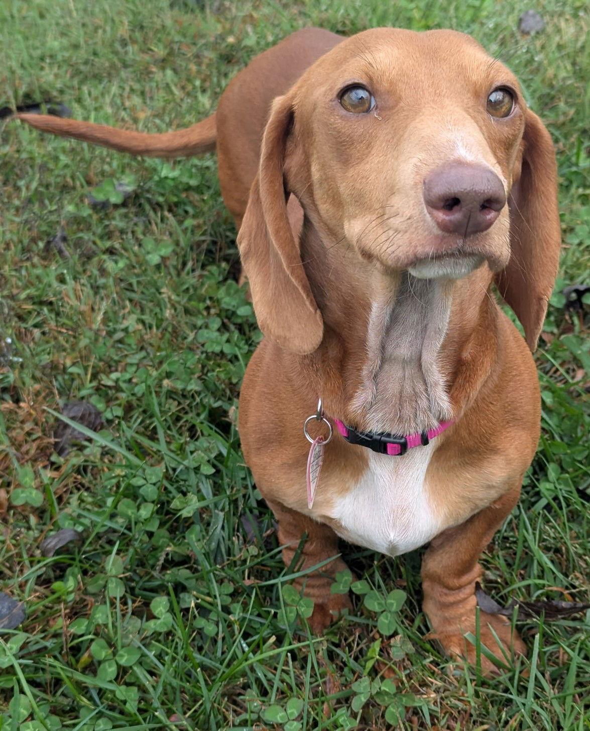 Sadie in SC, a Adoptable Dachshund in Georgetown, SC image 4/5