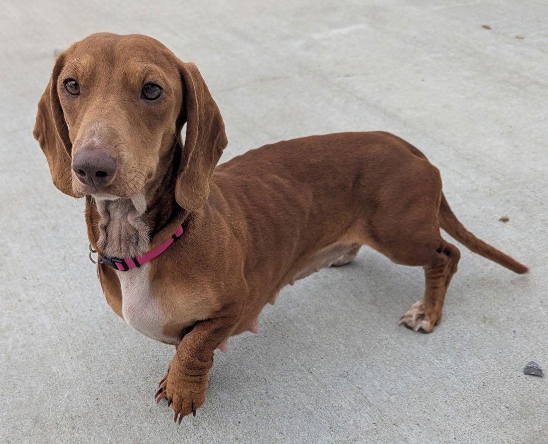 Sadie in SC, a Adoptable Dachshund in Georgetown, SC image 5/5