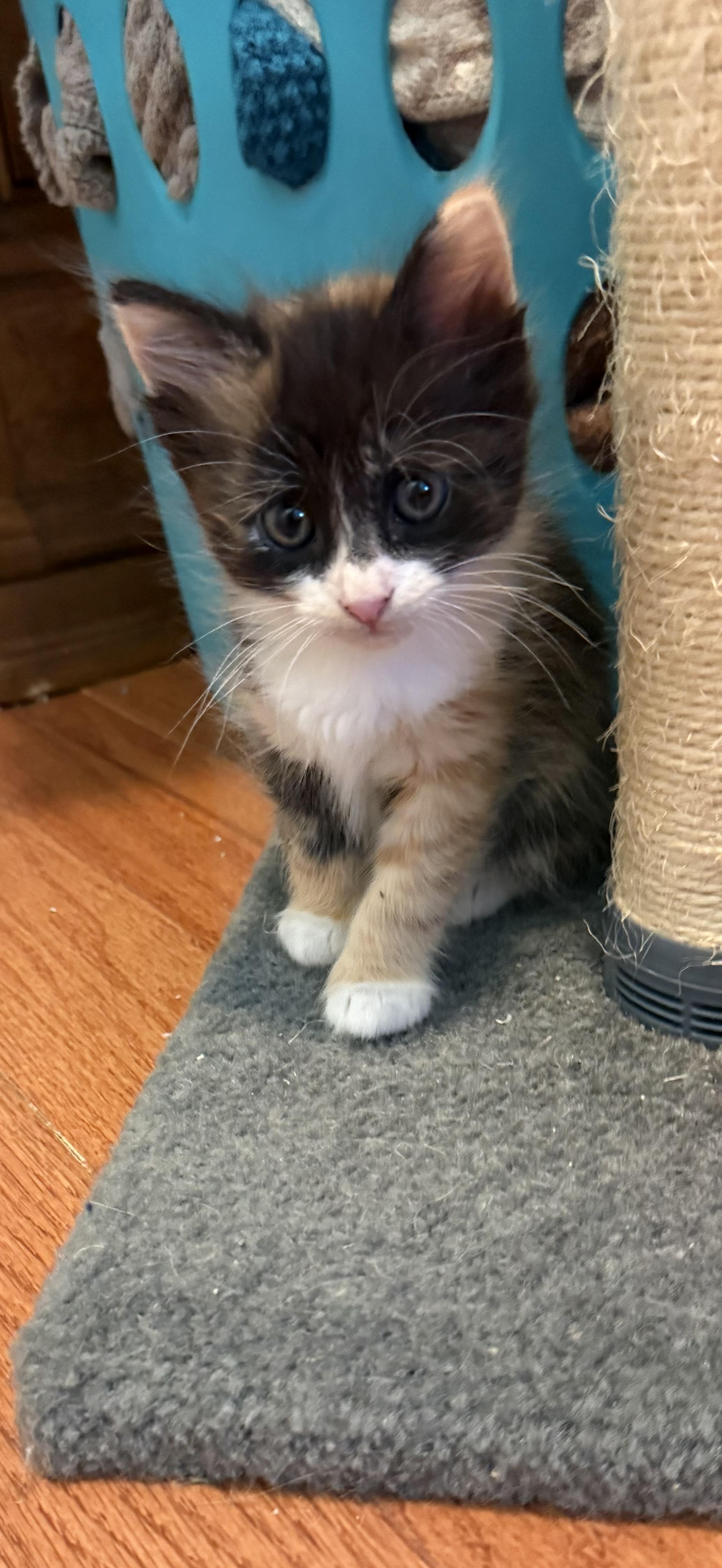 Hibiscus, ADOPTABLE, Kitten Female Domestic Long Hair.