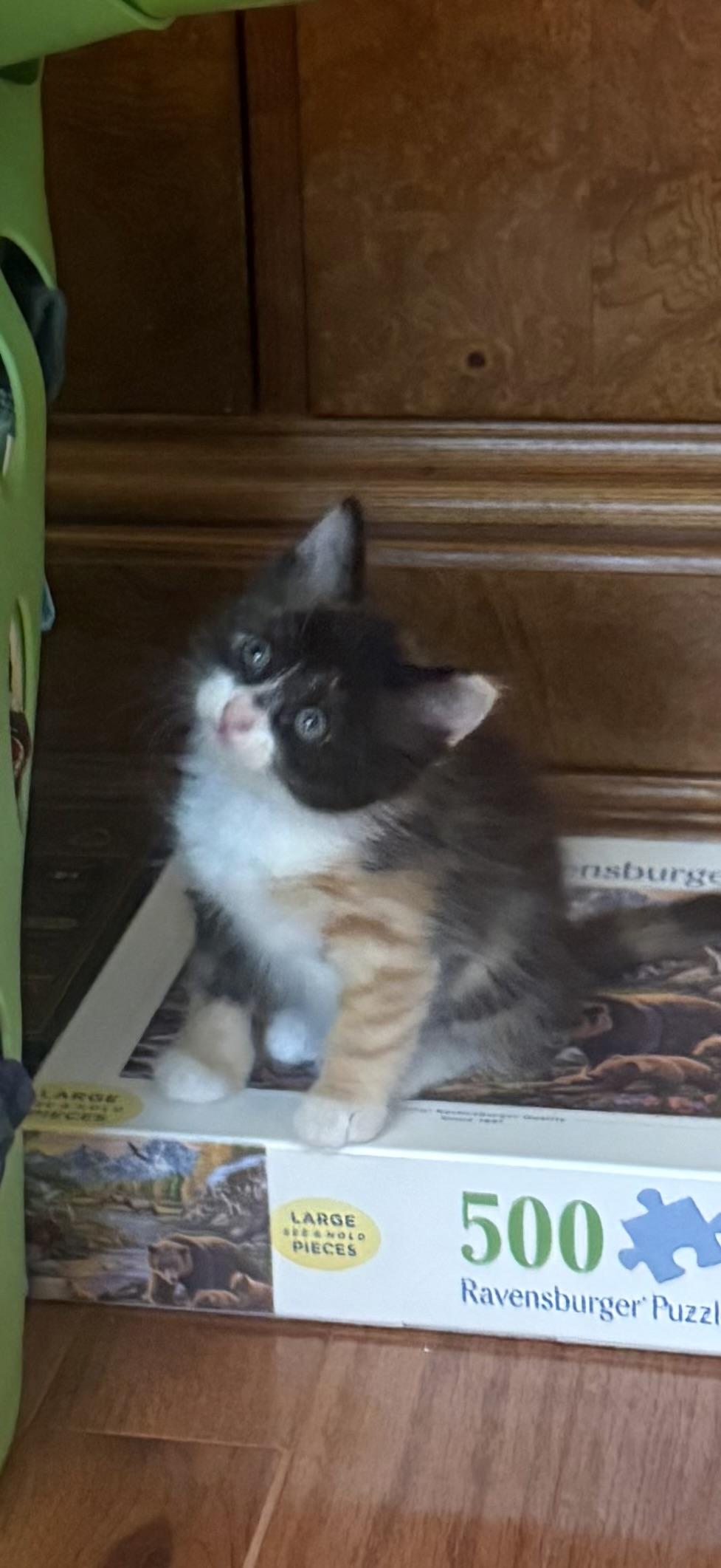 Hibiscus, a ADOPTABLE mixed breed in Southbridge , MA image 3/6
