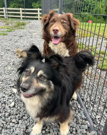 Koffee and Isabella, a Adoptable mixed breed in Mocksville, NC image 1/4