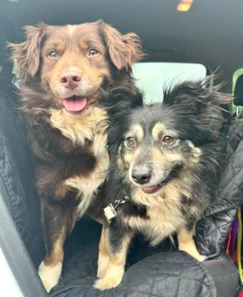 Koffee and Isabella, a Adoptable mixed breed in Mocksville, NC image 2/4