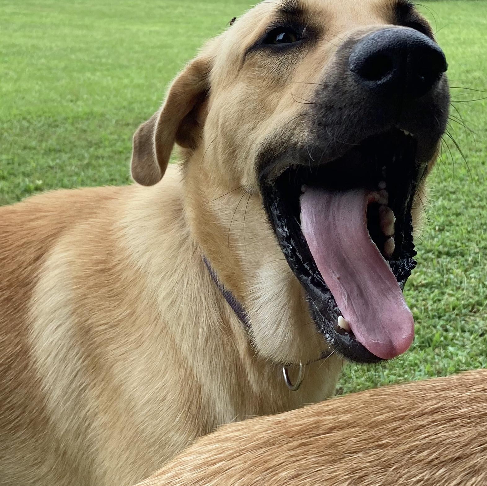 Enlarge Bogie (Community Assist), a Adoptable mixed breed in Marion, NC image 2/3
