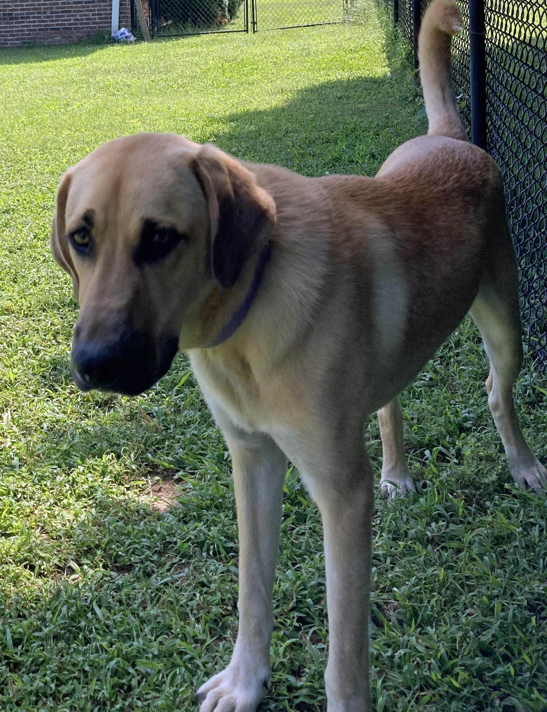 Bogie (Community Assist), Adoptable, Puppy Male Shepherd & Rhodesian Ridgeback.