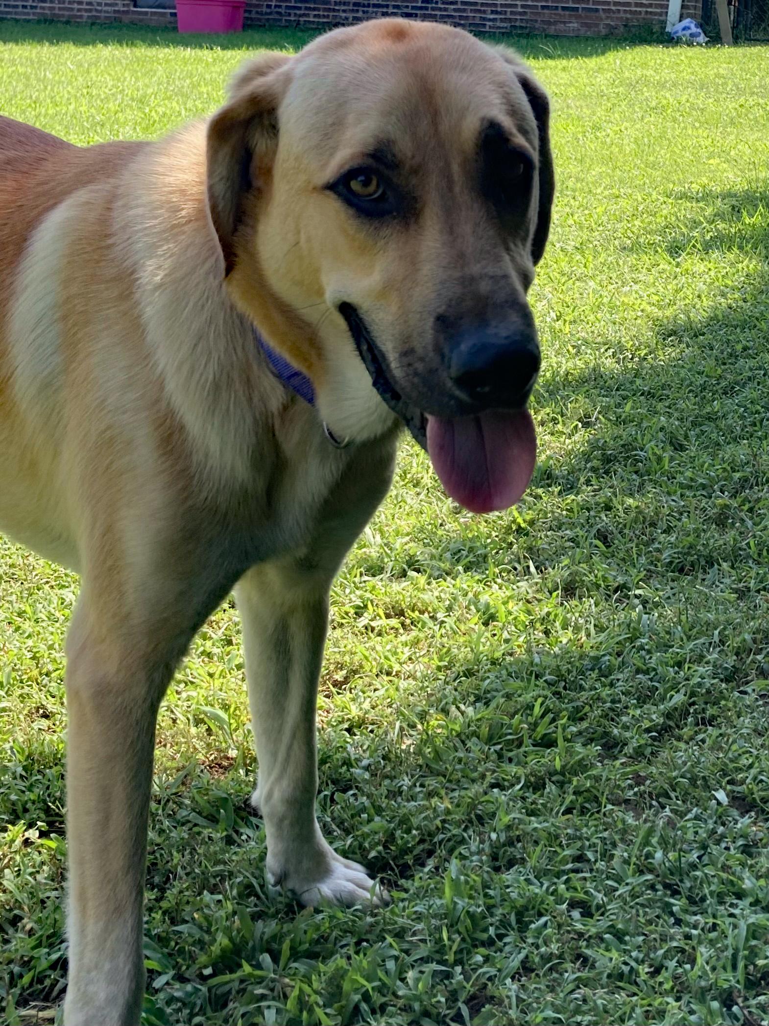 Enlarge Bogie (Community Assist), a Adoptable mixed breed in Marion, NC image 3/3