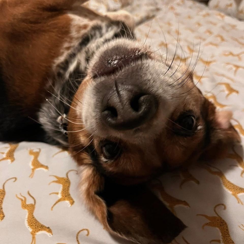 Enlarge Buckeye, a Adoptable Beagle in Des Moines, IA image 5/6