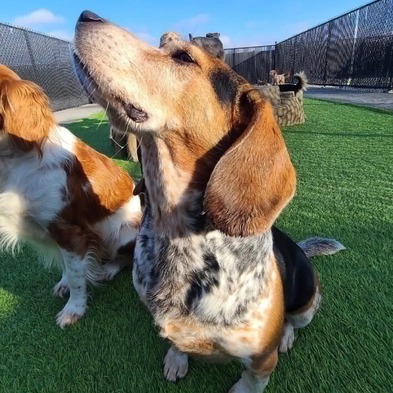 Buckeye, Adoptable, Adult Male Beagle.