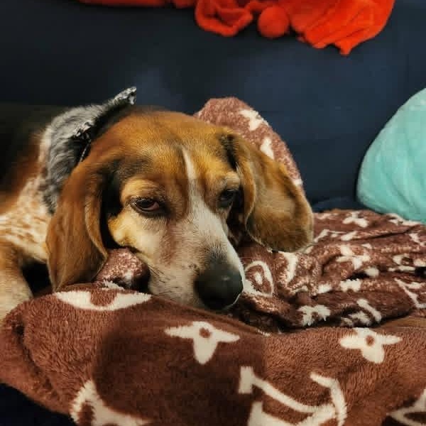 Enlarge Buckeye, a Adoptable Beagle in Des Moines, IA image 2/6