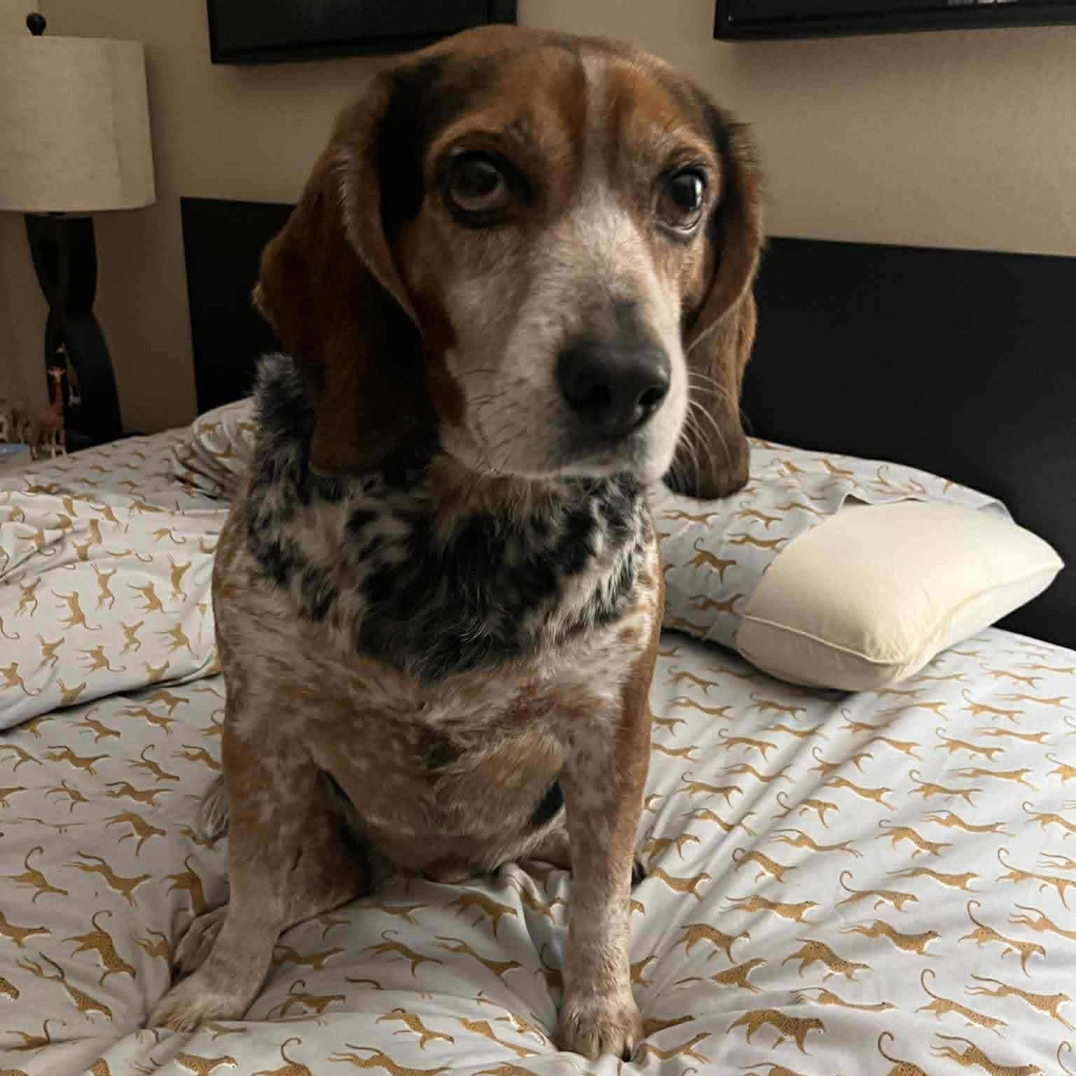 Enlarge Buckeye, a Adoptable Beagle in Des Moines, IA image 6/6
