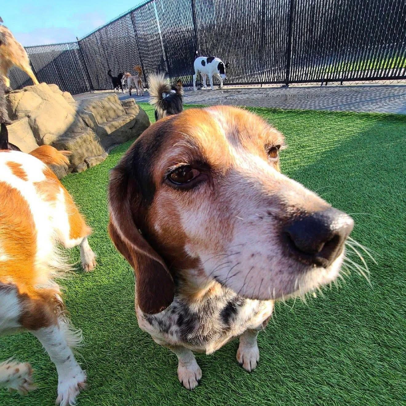 Enlarge Buckeye, a Adoptable Beagle in Des Moines, IA image 5/6