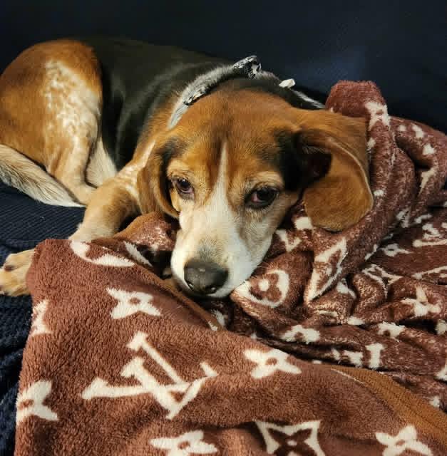 Enlarge Buckeye, a Adoptable Beagle in Des Moines, IA image 3/6