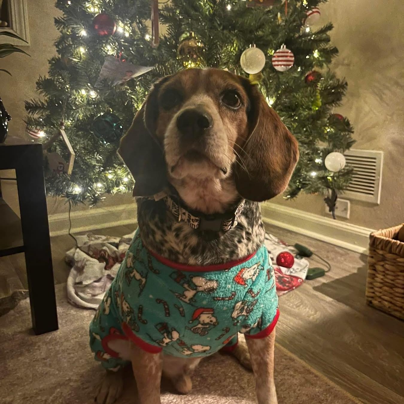 Enlarge Buckeye, a Adoptable Beagle in Des Moines, IA image 4/6