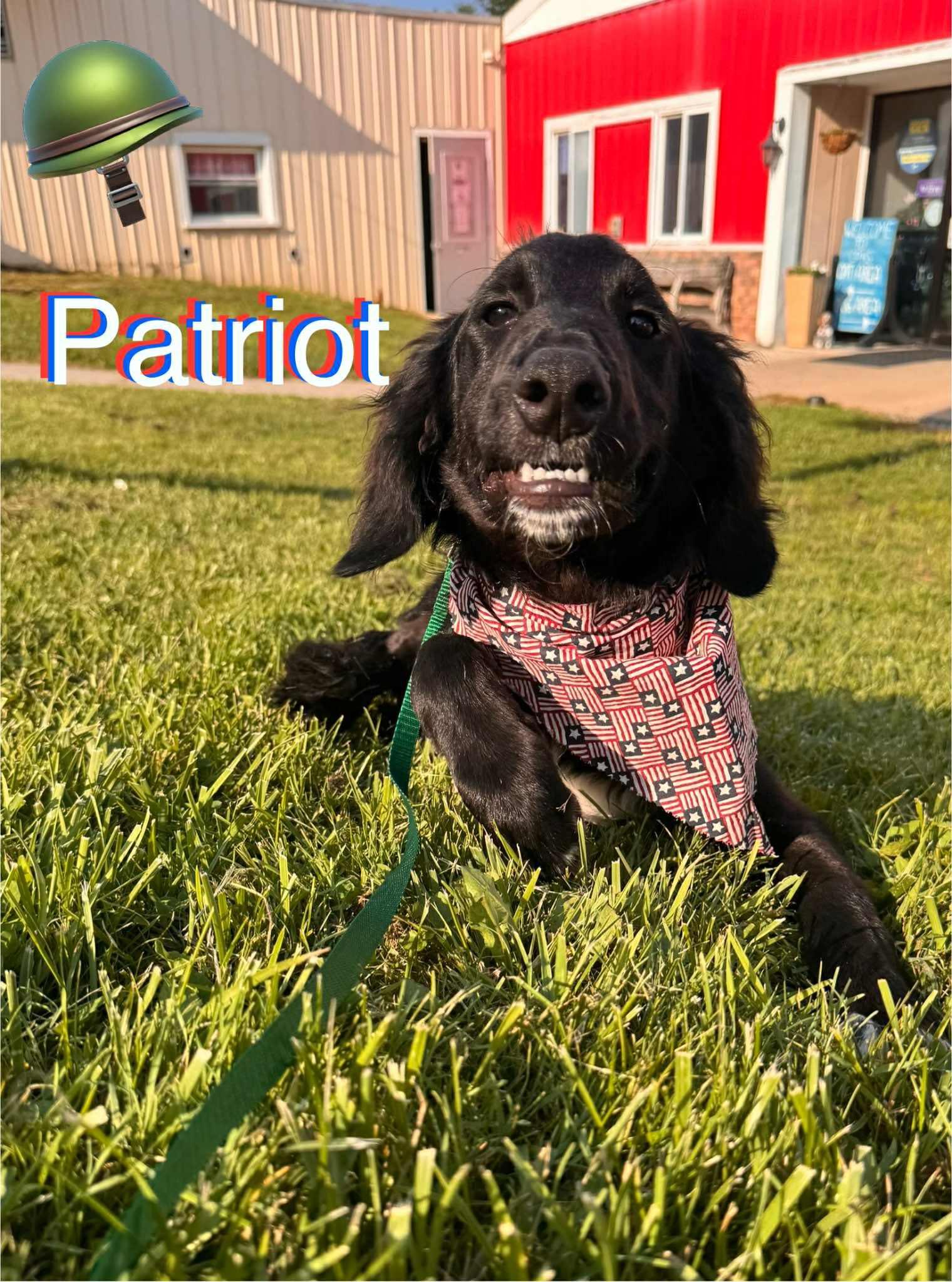Patriot, Baby Male Border Collie