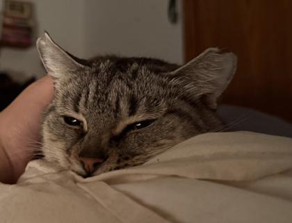 Beatrice, Adoptable, Senior Female Domestic Short Hair & Domestic Short Hair.