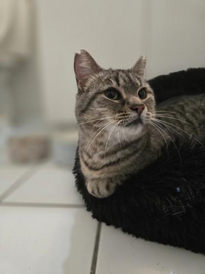 Enlarge Beatrice, a Adoptable mixed breed in Montreal, QC image 2/3