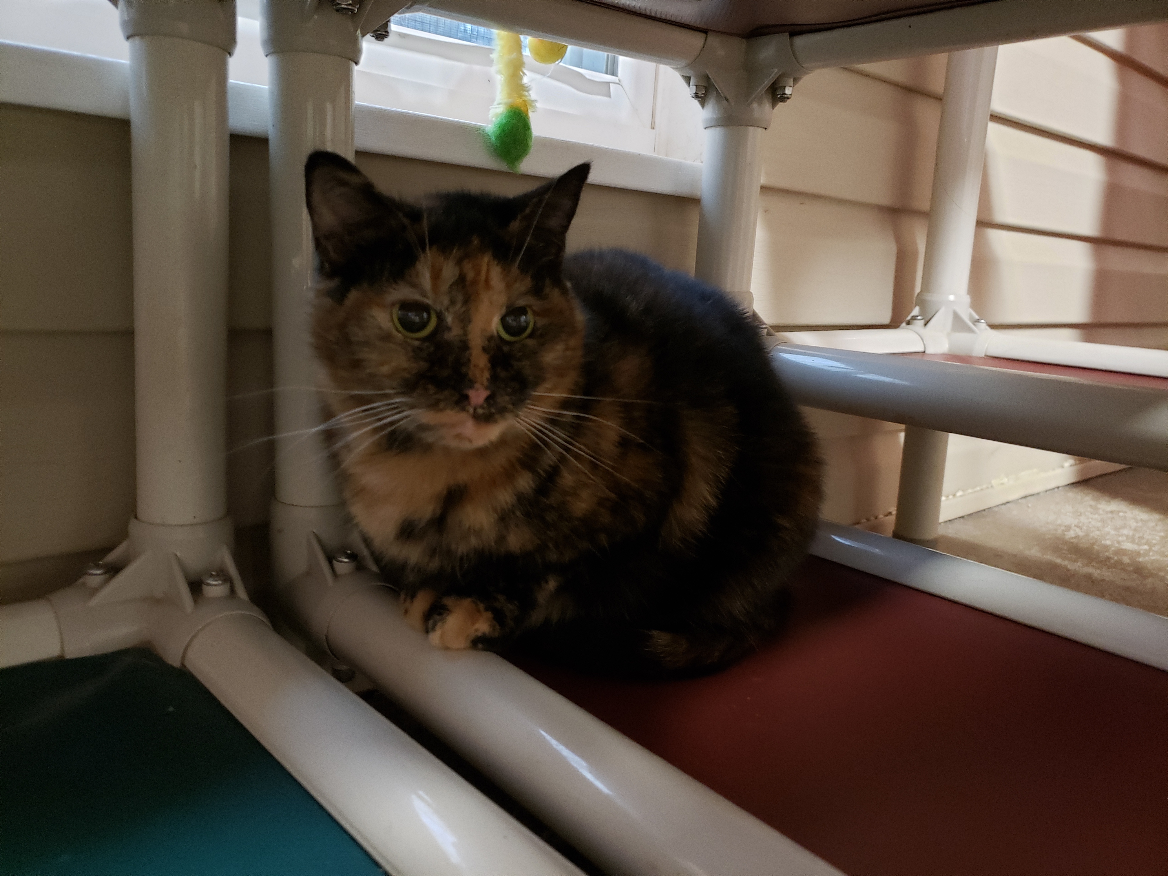 Enlarge Mayble, a Adoptable mixed breed in New Martinsville, WV image 3/8