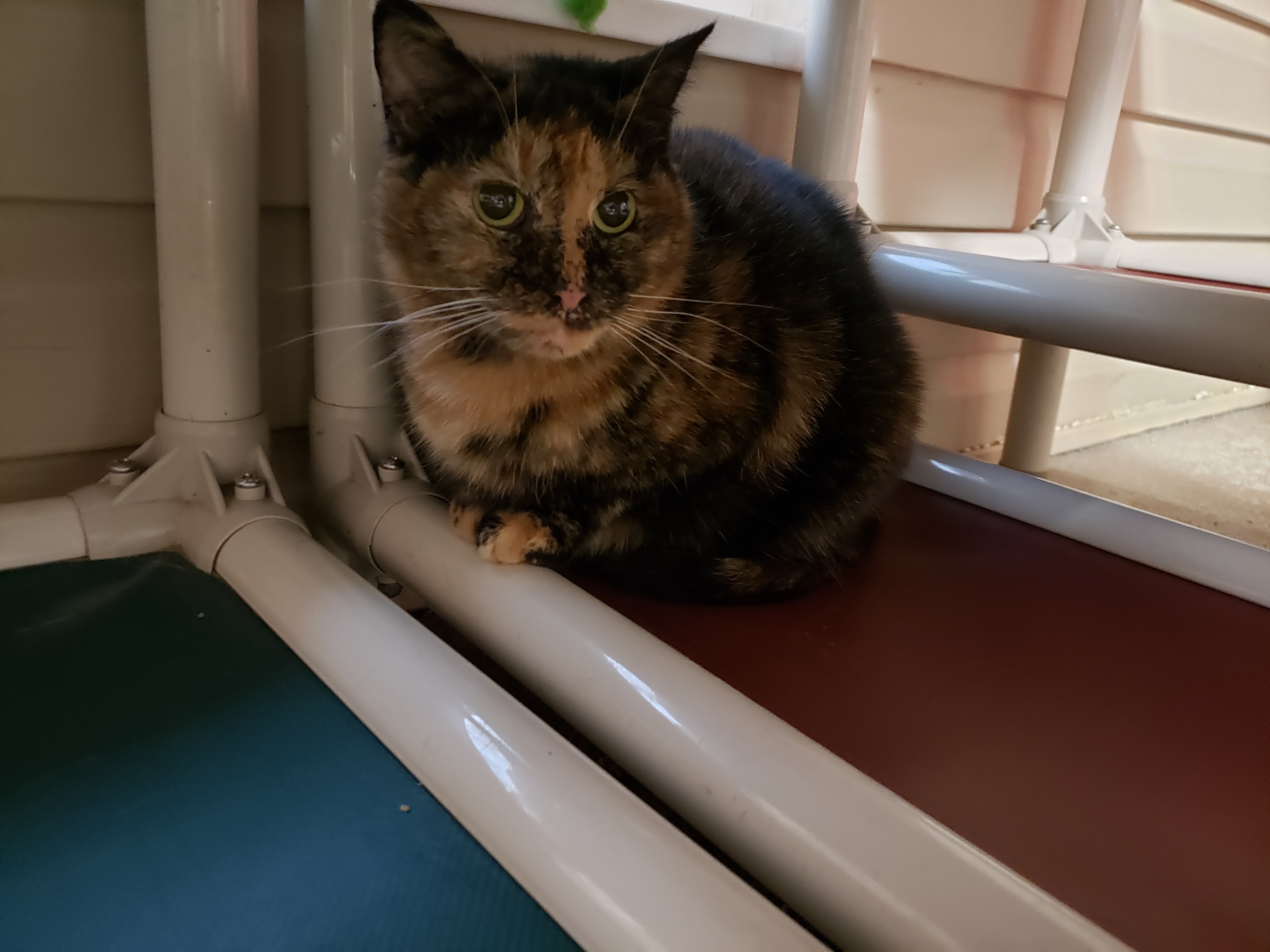 Enlarge Mayble, a Adoptable mixed breed in New Martinsville, WV image 4/8