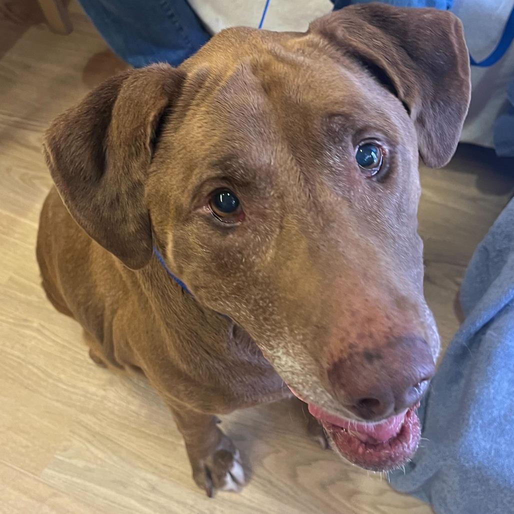 Koko 14289, a Adoptable Labrador Retriever in San Francisco, CA image 1/6