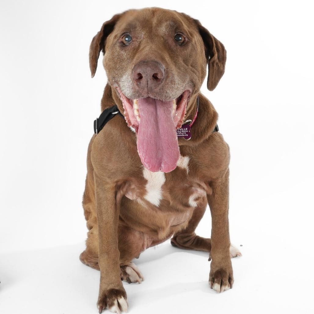 Koko 14289, a Adoptable Labrador Retriever in San Francisco, CA image 2/6