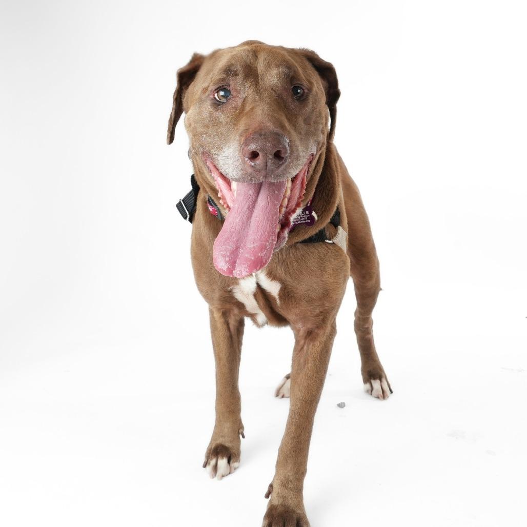 Koko 14289, a Adoptable Labrador Retriever in San Francisco, CA image 3/6