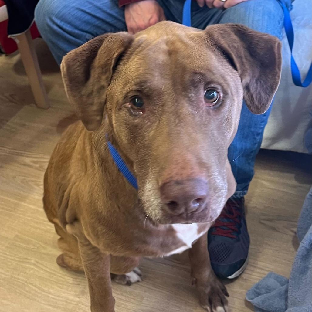 Koko 14289, a Adoptable Labrador Retriever in San Francisco, CA image 4/6