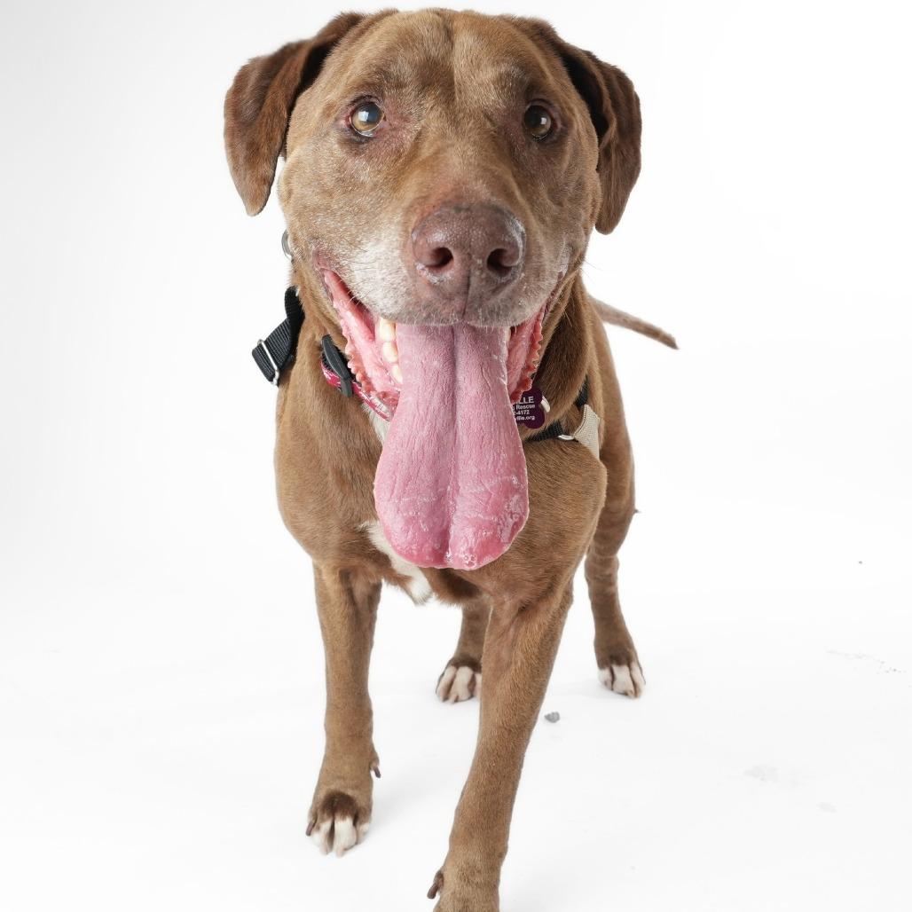 Koko 14289, a Adoptable Labrador Retriever in San Francisco, CA image 5/6