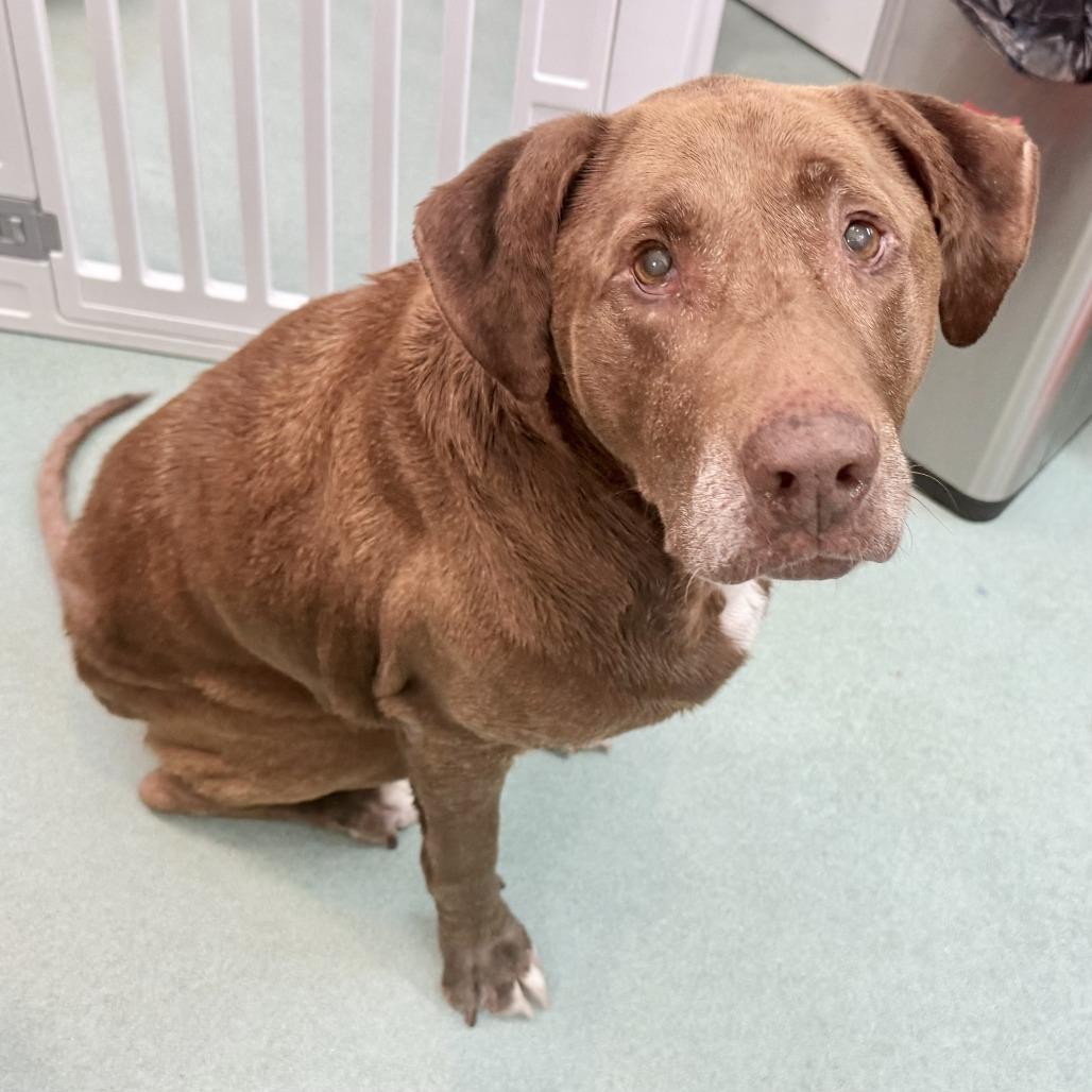 Koko 14289, a Adoptable Labrador Retriever in San Francisco, CA image 6/6