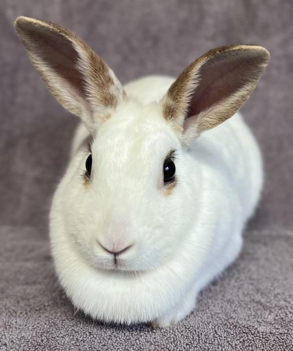 Enlarge Florence, a Adoptable mixed breed in Monterey, CA image 1/1