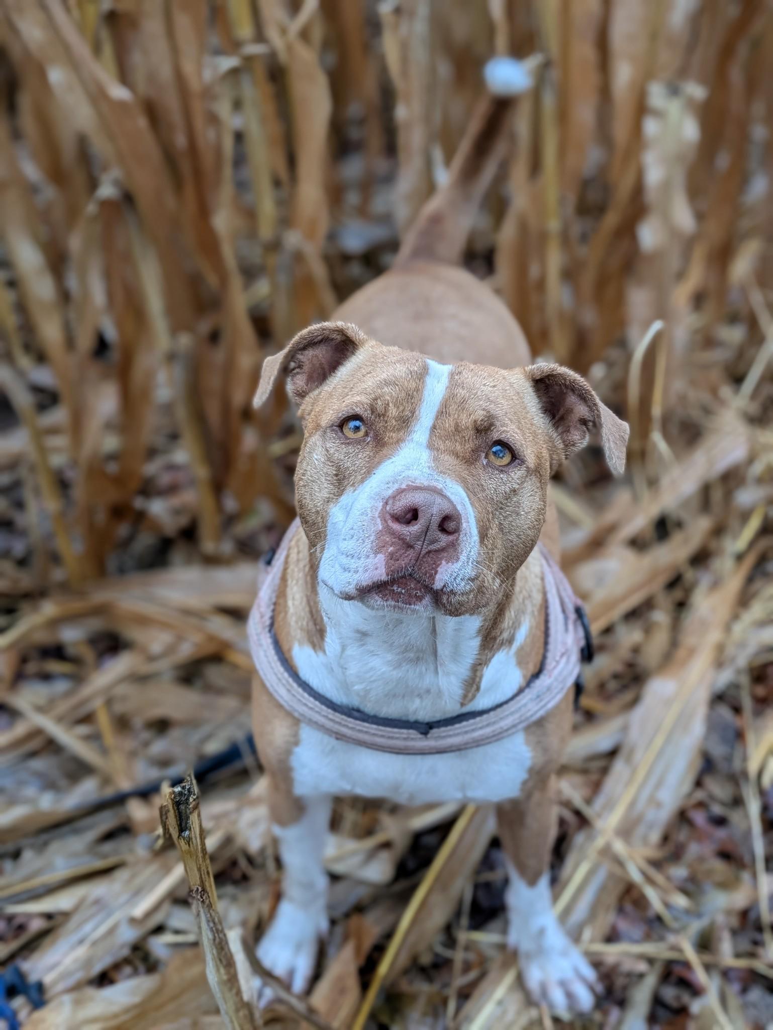 Emma, ADOPTABLE, Young Female American Staffordshire Terrier.