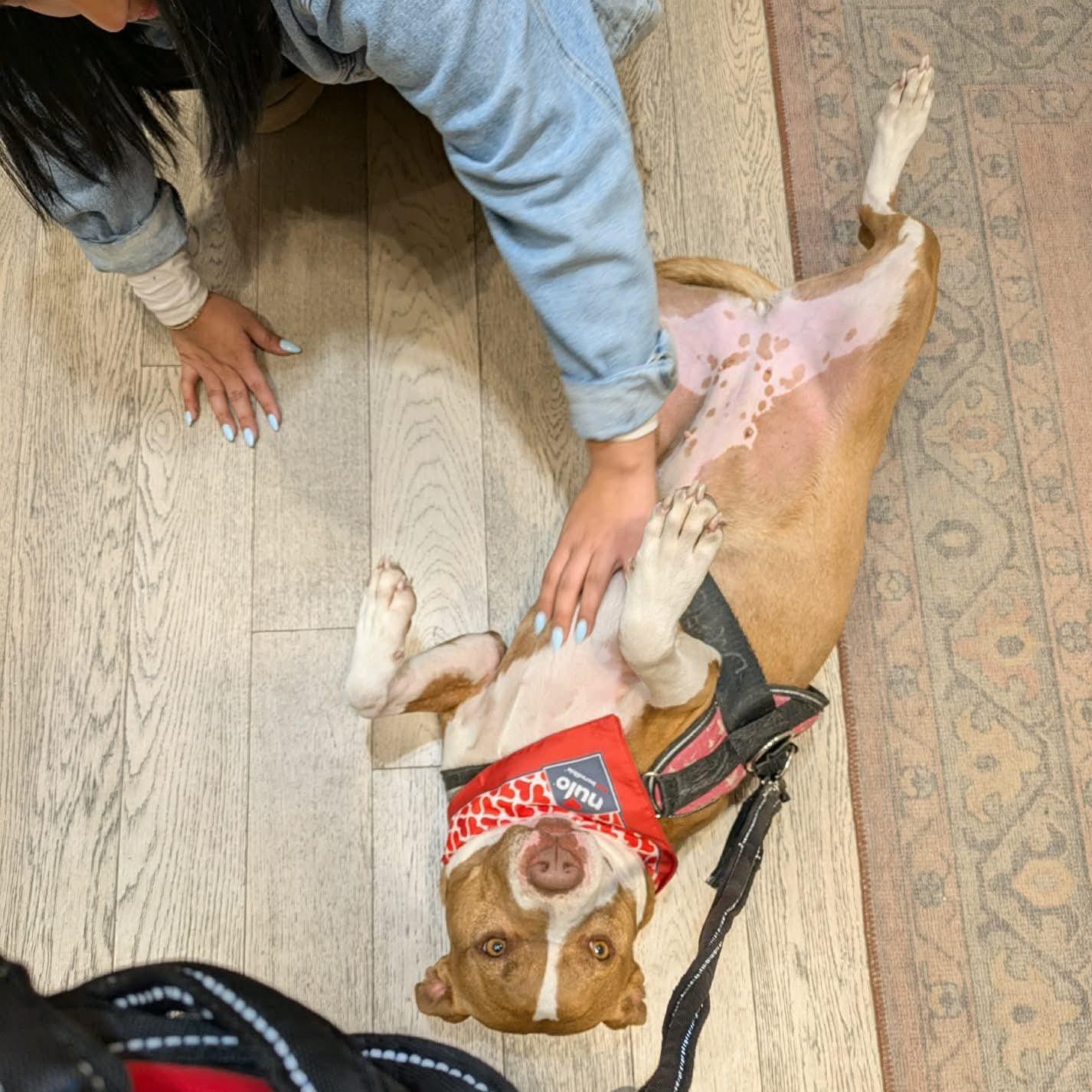 Enlarge Emma, a ADOPTABLE mixed breed in Oregon, WI image 6/6