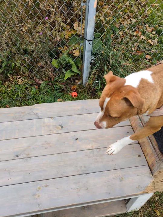 Enlarge Emma, a ADOPTABLE mixed breed in Oregon, WI video 3/6