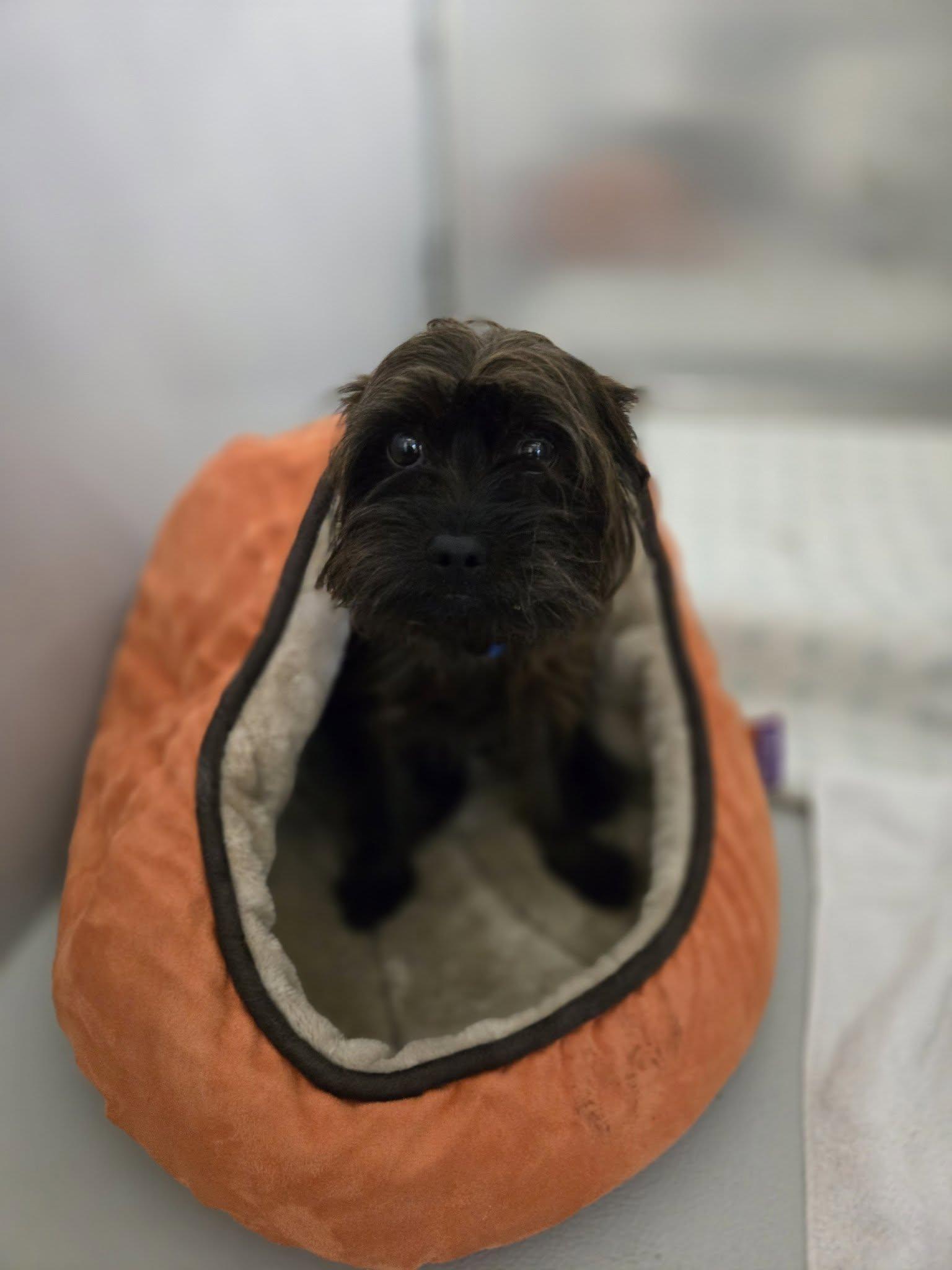 Enlarge Ray, a ADOPTABLE mixed breed in Boston, MA image 1/1