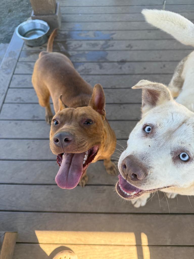 Sammy, Adoptable, Young Female Terrier & Mixed Breed.