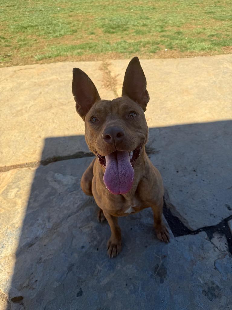 Enlarge Sammy, a Adoptable mixed breed in Burnsville, NC image 2/5