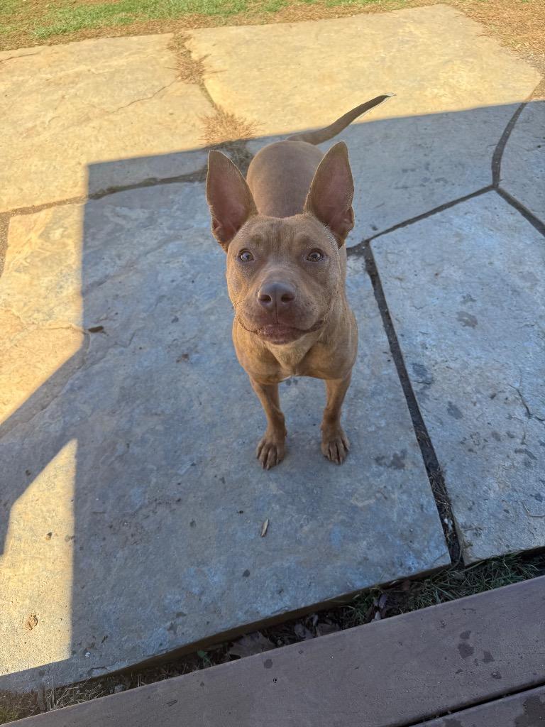 Enlarge Sammy, a Adoptable mixed breed in Burnsville, NC image 3/5