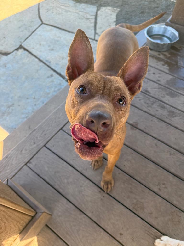 Enlarge Sammy, a Adoptable mixed breed in Burnsville, NC image 4/5